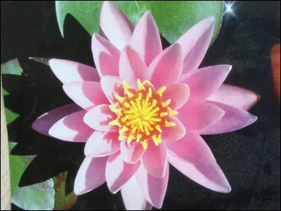 Quelle est ta fleur préférée ?