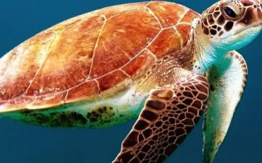 Quiz Tortues