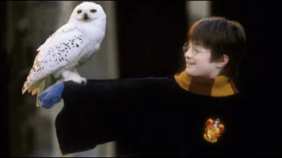 Comment s'appelle la chouette de Harry Potter ?