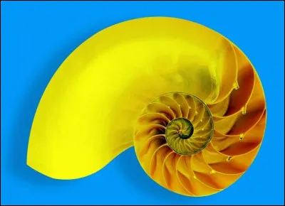 Dans la nature on peut observer ces proportions dans un coquillage par exemple. Dans quel domaine sommes-nous ?