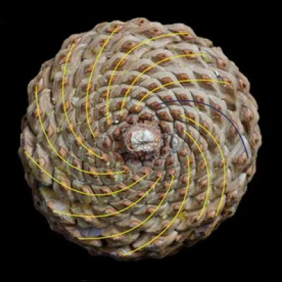 Dans le végétal on retrouve aussi ce nombre d'or. Quelle observation conduit au rapport de la règle d'or ?