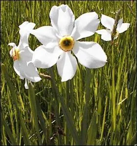 Qu'est-ce que c'est ?