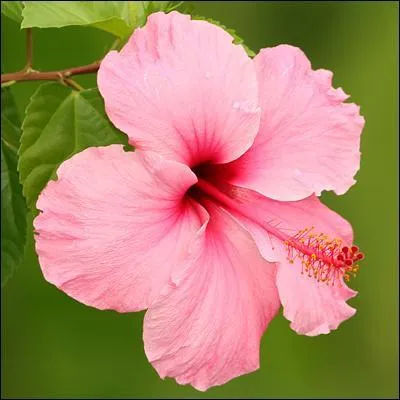 Qu'est-ce que c'est ?