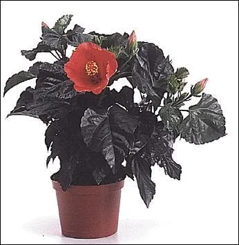 Qu'est-ce que c'est ?