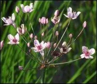 Qu'est-ce que c'est ?