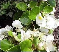 Qu'est-ce que c'est ?