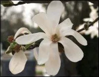 Qu'est-ce que c'est ?