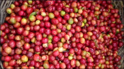 De quelle plante la cerise est-elle le fruit lorsqu'il ne s'agit pas du fruit du cerisier ?