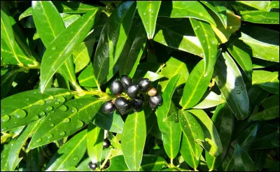 Quelles parties du laurier-cerise sont très toxiques ?