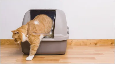 Ton chat sort de la litière, doù il séchappe dailleurs une affreuse odeur :