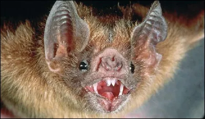 Trouve le pays d'où vient le personnage suggéré par cet animal !