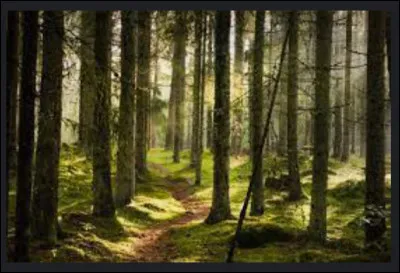 Que pr&eacute;f&egrave;res-tu ?