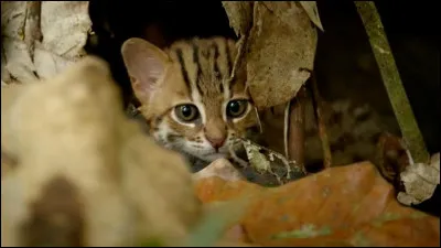 Quel est ton animal ?