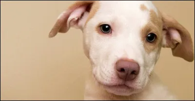 On te propose d'adopter un animal, lequel choisis-tu ?