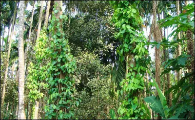 De quelle couleur ne peut pas &ecirc;tre le poivre que donne le poivrier noir ?