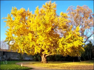 L'arbre Ginkgo biloba a une particularité. Laquelle ?