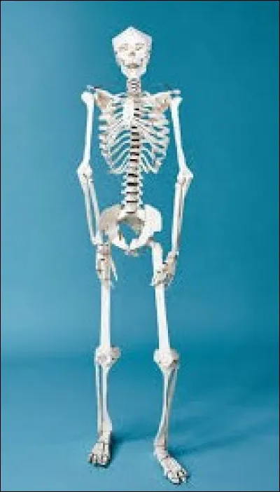 Dans quelle partie du corps se trouve l'os nommé astragale ?