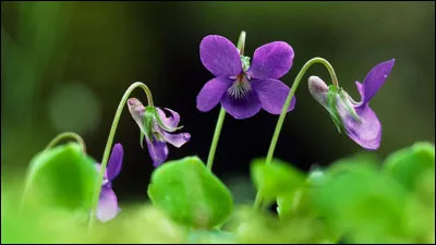 Quelles sont les couleurs sur l'image ?