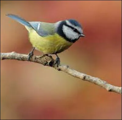 Quel est ce petit oiseau ?
