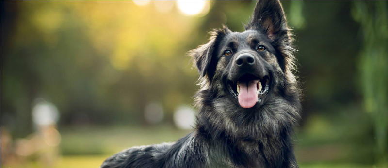 Il existe plus de 300 races de chiens dans le monde.