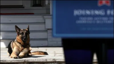 Les chiens comprennent entre 150 à 200 mots ou gestes.