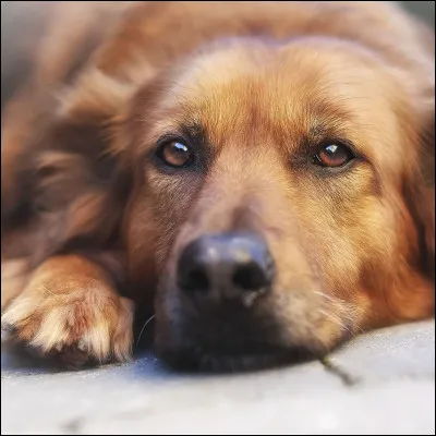 Quel est ton animal préféré parmi ceux-là ?