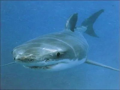 Quel est ce requin ?