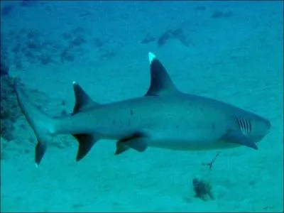 Quel est ce requin ?