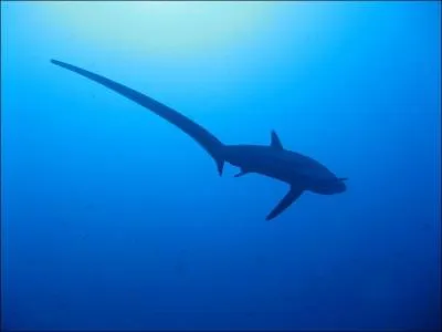 Quel est ce requin ?