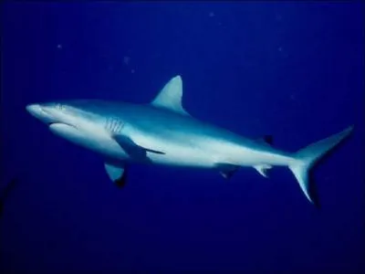 Quel est ce requin ?
