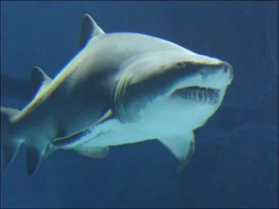 Quel est ce requin ?