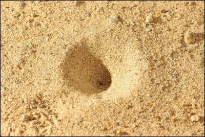 C'est dans cet entonnoir que cet animal piège ses proies !