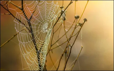 Bien sûr que vous la connaissez, mais à quoi pensez-vous qu'elle pourrait servir ?