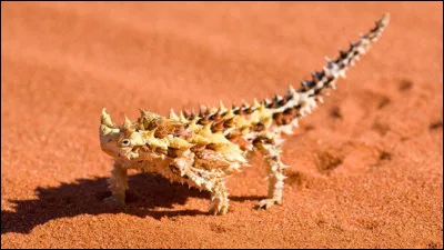Animaux : Où vit le moloch, ce lézard qui possède un corps recouvert d'épines pointues qui sont en réalité des écailles ?