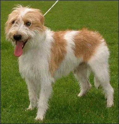 Quelle est cette race de chien ?