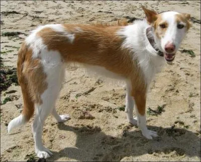 Quelle est cette race de chien ?