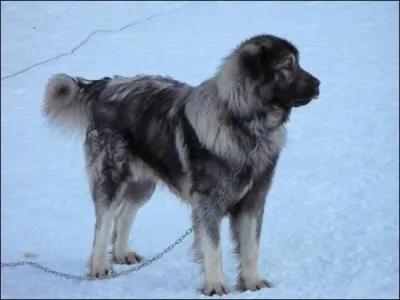 Quelle est cette race de chien ?