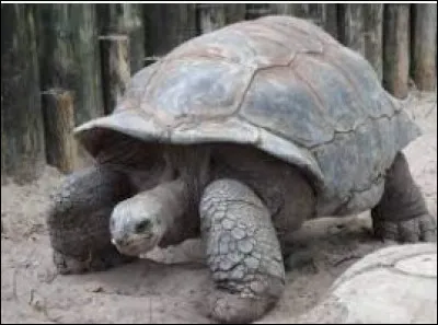 De quelle taille veux-tu ton animal ?