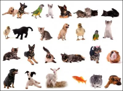 Quel sorte d'animal veux-tu ?
