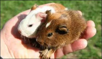 Combien d'animaux de la même race veux-tu ?