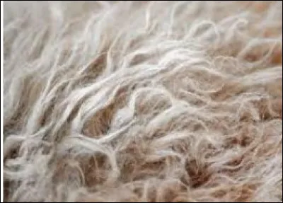 As-tu des allergies liées aux poils ?