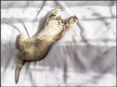 Combien de place peux-tu offrir à ton animal ?