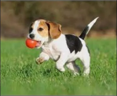 Qu'attends-tu de ton animal ?