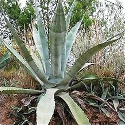 Comment s�appelle cette plante d�origine am&eacute;ricaine utilis&eacute;e pour produire de la tequila ?