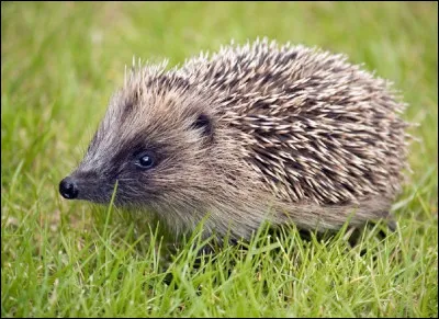 Quelle sont les causes principales de mortalité chez les hérissons ?