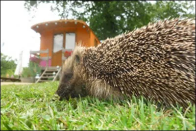 Pendant la Seconde Guerre mondiale, le hérisson était le plat quasi-quotidien des tziganes de France. Quel nom lui donnaient-ils ?