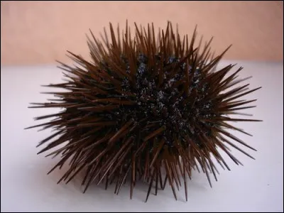 Quelle est la partie comestible de l'oursin, également appelé hérisson de mer'' ?