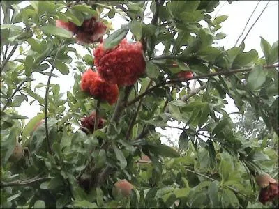 De quel arbre provient cette fleur ?