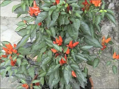 Comment nomme-t-on ce piment ?