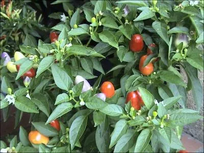 Comment nomme-t-on celui-ci ?